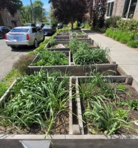 Garden boxes in mid-summer